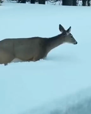 b778dab031aae4ca.mp4