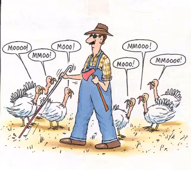 Turkeys1
