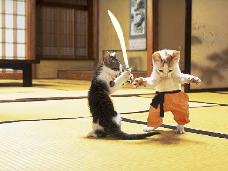 cats1