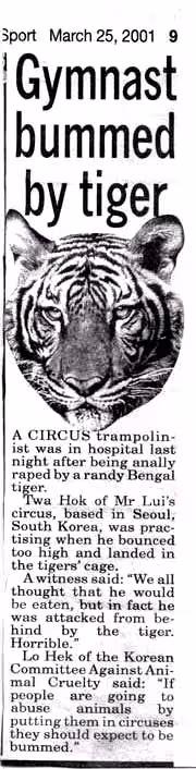 gymnast-tiger