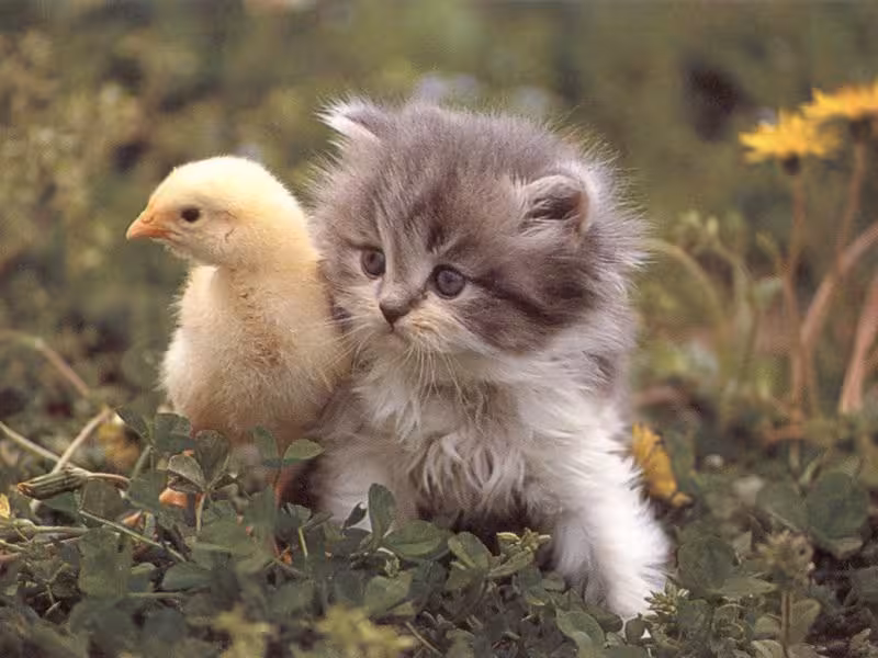 hot_chick_with_nice_pussy