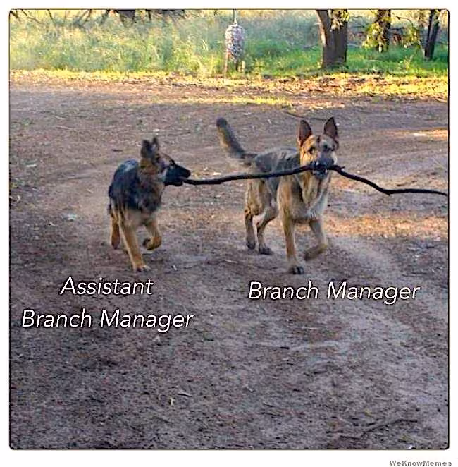 branch_manager