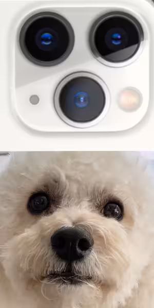 iphone-11-dog
