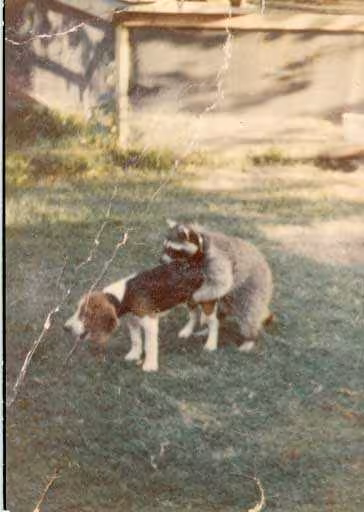 baddog