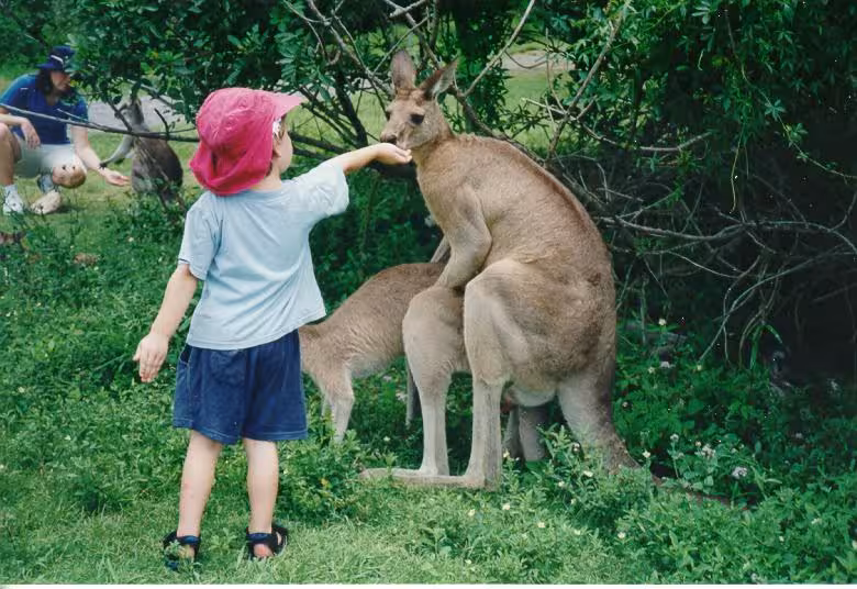 kangaroos