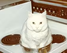 kitty