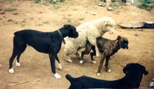 sheepdog