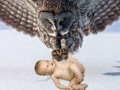 owl-attack.jpg