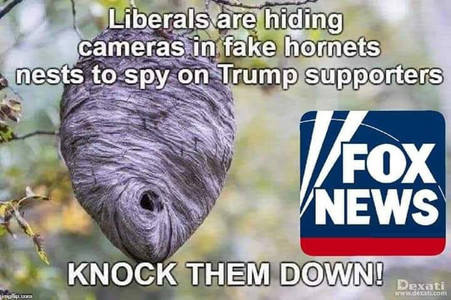 liberals-hornets.jpg
