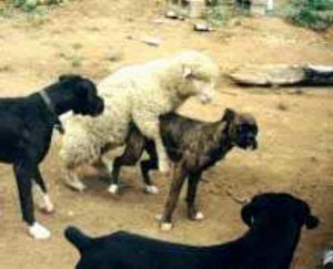 4511_BARNYARD_SHENANIGANS.mp4